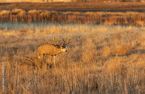 Fototapeta Naklejka Na Ścianę i Meble -  Mule Deer Buck in Rut in Colorado in Autumn