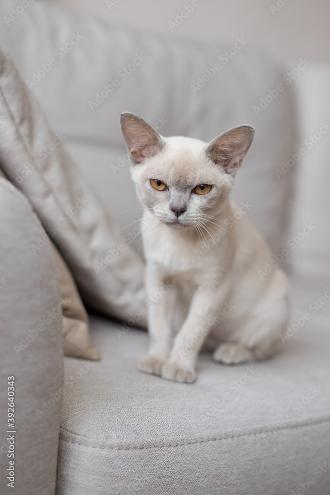 breed of European Burmese cat, lilac, sitting on sofa.