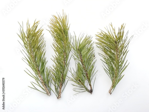  spruce bouquet on white background