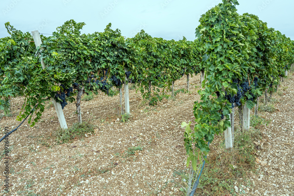 vine rows with ripe black grape bunches, Abruzzo, Italy vine rows with ripe black grape bunches, Abruzzo, Italy