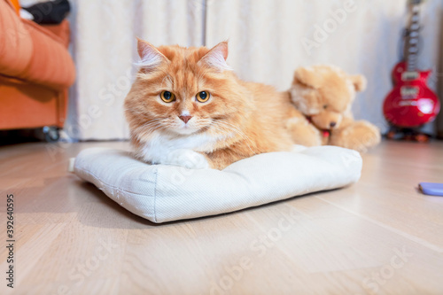 Fototapeta Naklejka Na Ścianę i Meble -  red cat lies on a pillow on the floor.