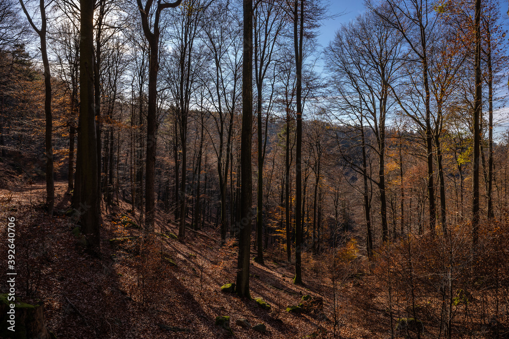 Naklejka premium Pfälzerwald