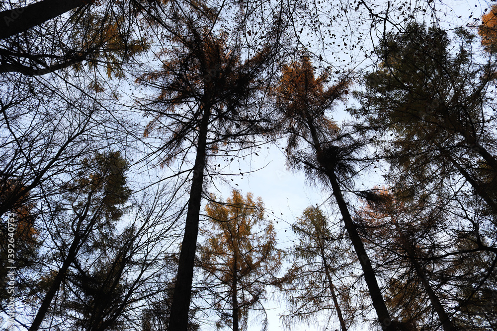 Fototapeta premium View in the sky in a forest landscape 