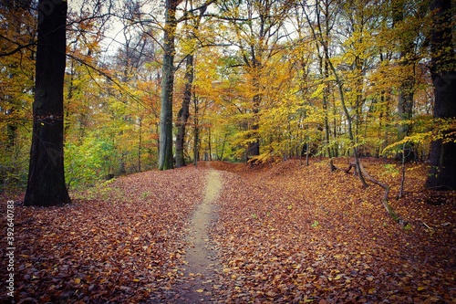 View on path in beech tree wood in orange golden autumn colors, Viersen, Germany