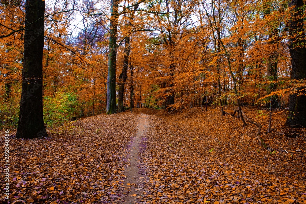 View on path in beech tree wood in orange golden autumn colors, Viersen, Germany View on path in beech tree wood in orange golden autumn colors, Viersen, Germany