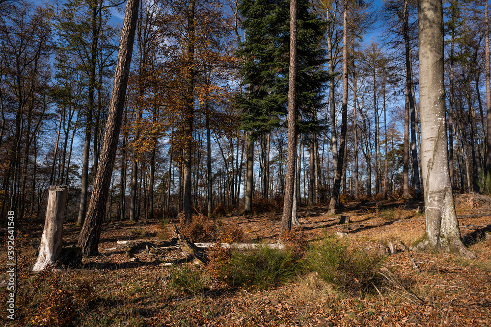 Pfälzerwald Pfälzerwald