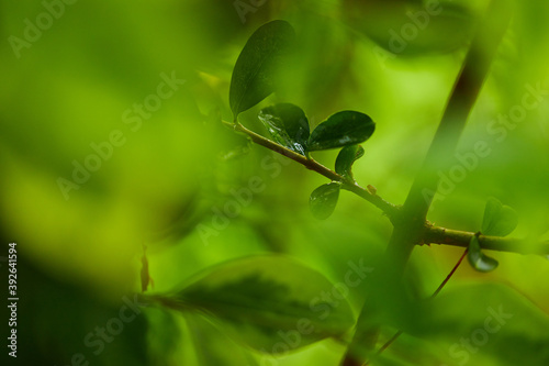 leaf of tree