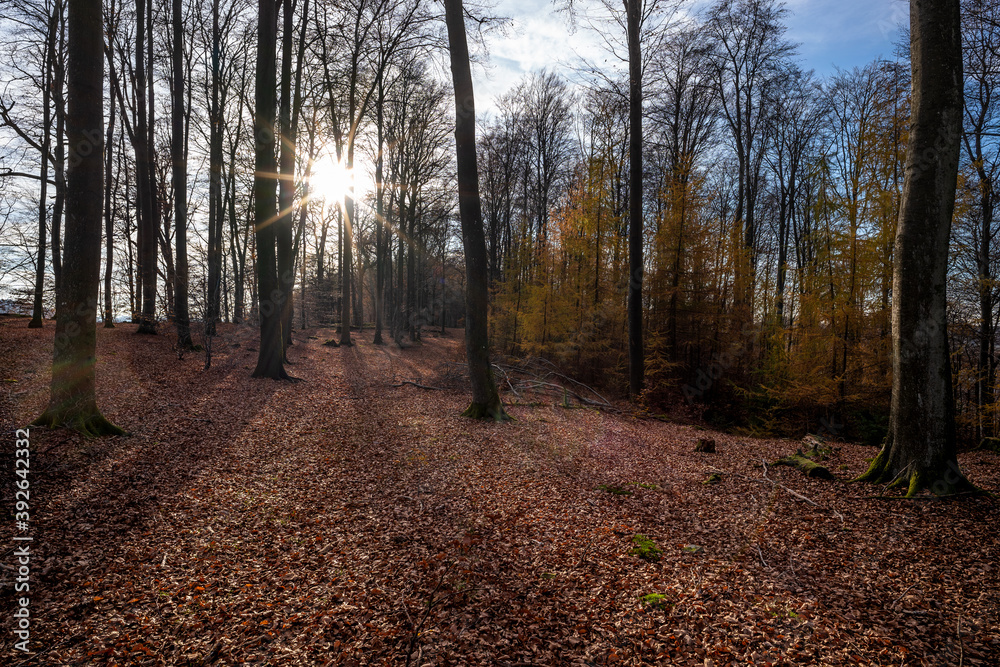 Pfälzerwald