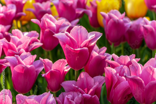 Tulip season. Harvest Mix tulips flowers. © Emoji Smileys People