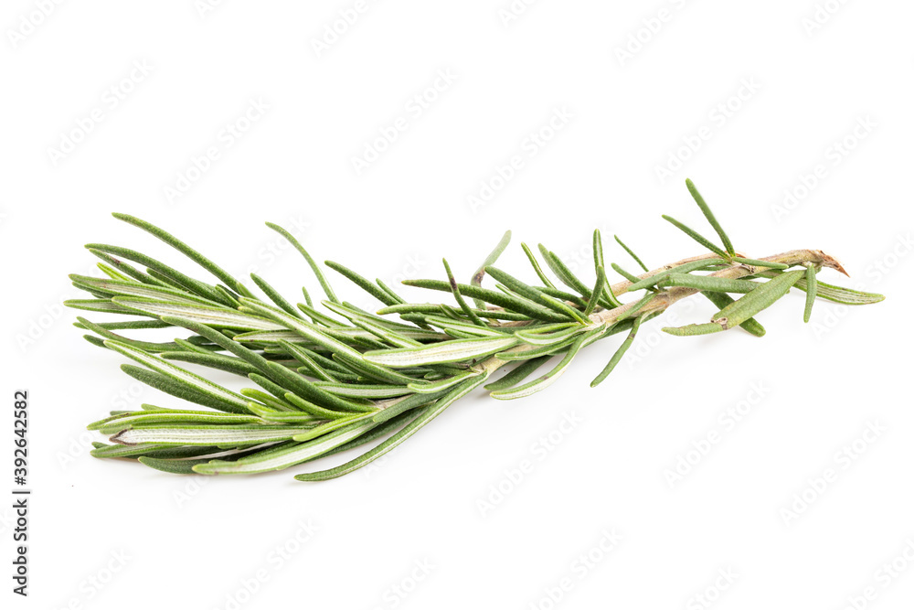 Fototapeta premium Rosemary isolated on white background