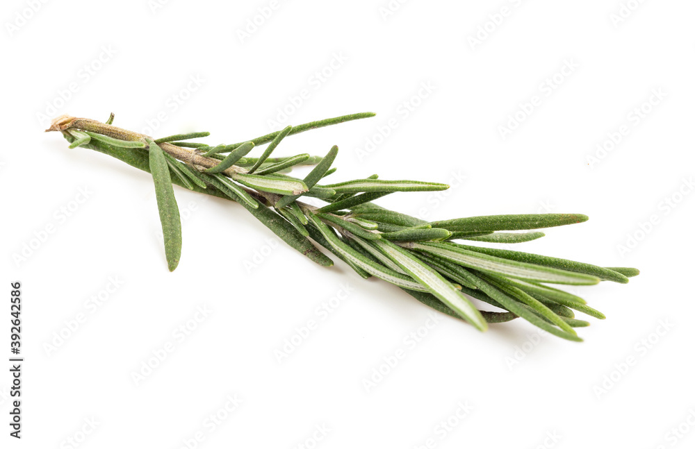 Fototapeta premium Rosemary isolated on white background