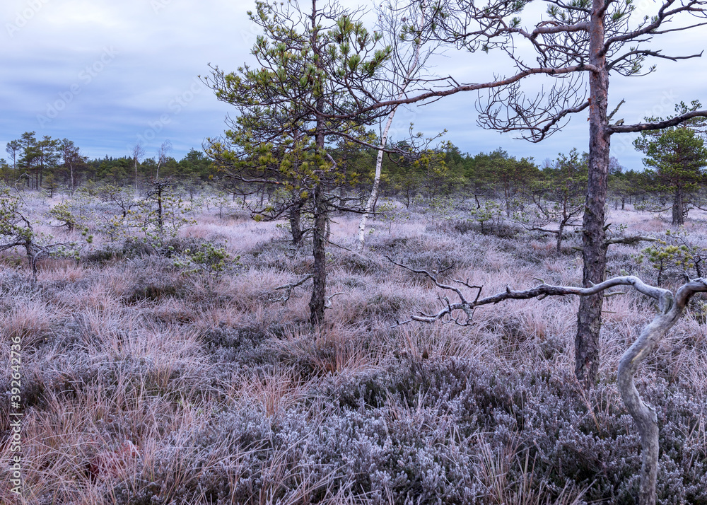 dusk morning in the swamp, first frost on moss mosses, lichens and grass, dark tree silhouettes, autumn morning in the swamp dusk morning in the swamp, first frost on moss mosses, lichens and grass, dark tree silhouettes, autumn morning in the swamp