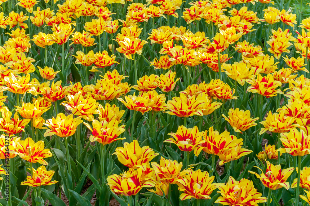 Assorted Colors of Tulip Bulbs