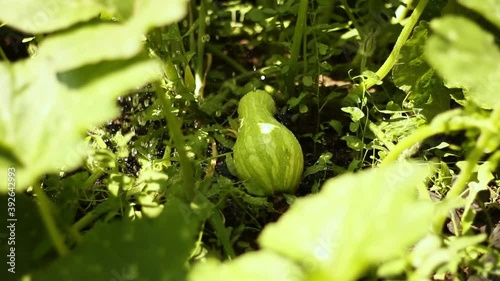 squash in the garden or greenhouse on a Sunny day. Moistening of plants and vegetables in a home farm.