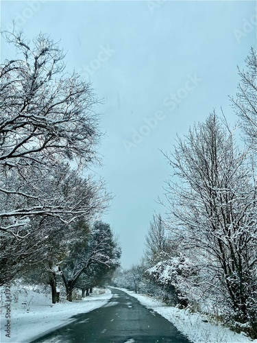 snow covered trees