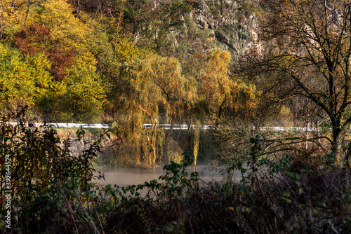 willow branches on the river bank in the morning fog in autumn