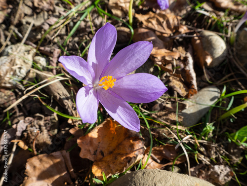 Colchicum autumnale toxic flower plant