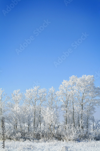 white winter snow tree lantscape