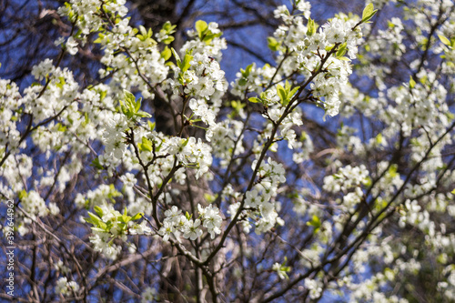 Beautiful spring blossoming plum tree © Taigi