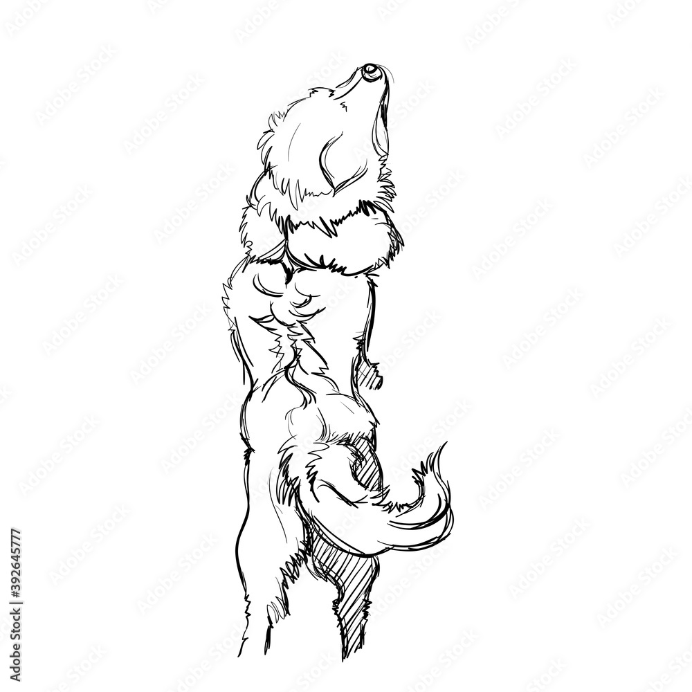Fototapeta premium A Dog Stands on its Hind Legs. A Cute Shaggy Dog. Vector Illustration of a Beautiful Sketched Labrador-Retriever. Freehand Monochrome Drawing. Linear Sketch. Realistic Style. Animal Art for Kids