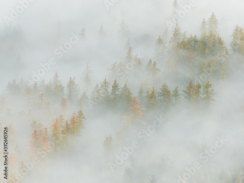 Great Wood in the Lake District lost in the fog viewed from Walla Crag. photo