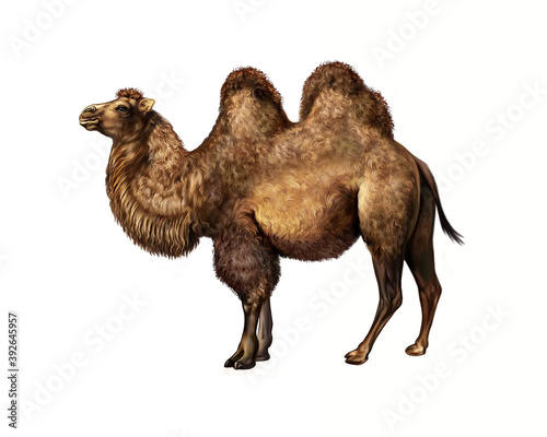 camel (camelus)