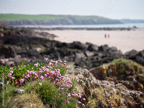 Sea thrift on welsh coast with out of focus dog walkers in the background