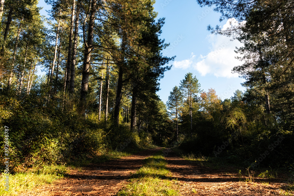 Fototapeta premium Sentiero nel bosco autunnale