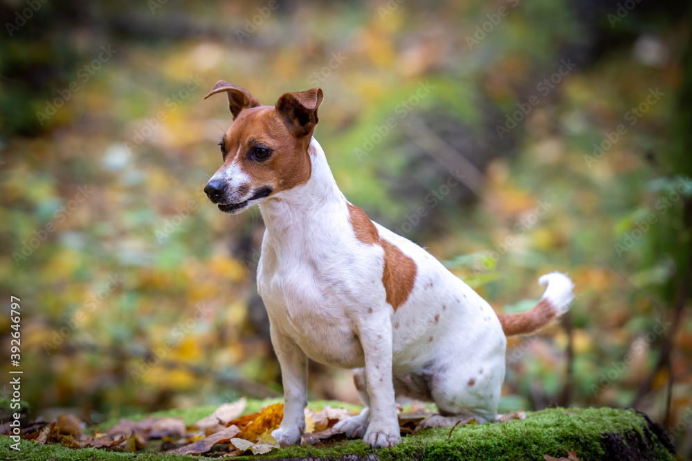 Portrait of a beautiful young Jack Russell Terrier breed dog.