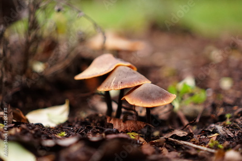 Pilze im Herbst Mushrooms in autumn