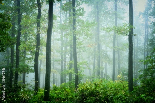 Green forest in fog, oak trees with green leafs in foggy conditions,light background.Gloomy magical landscape at autumn/fall. .