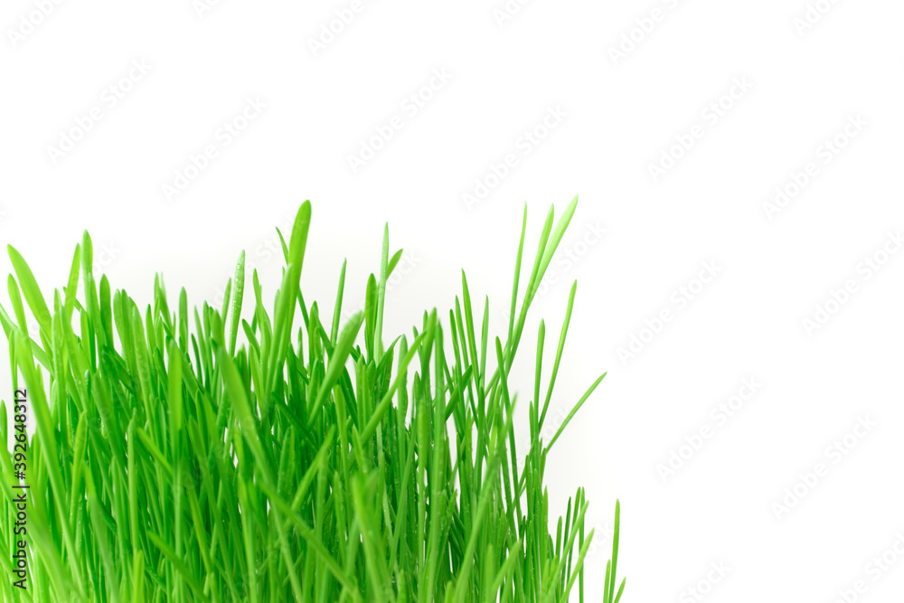 Green wheat shoots on a white background. Side view with space for copying. Green wheat shoots on a white background. Side view with space for copying.