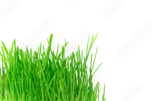 Green wheat shoots on a white background. Side view with space for copying.