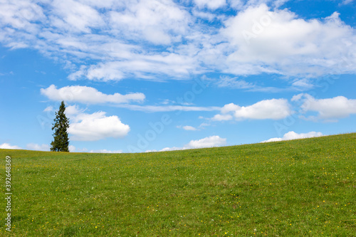 Landscape with green grass and blue sky.