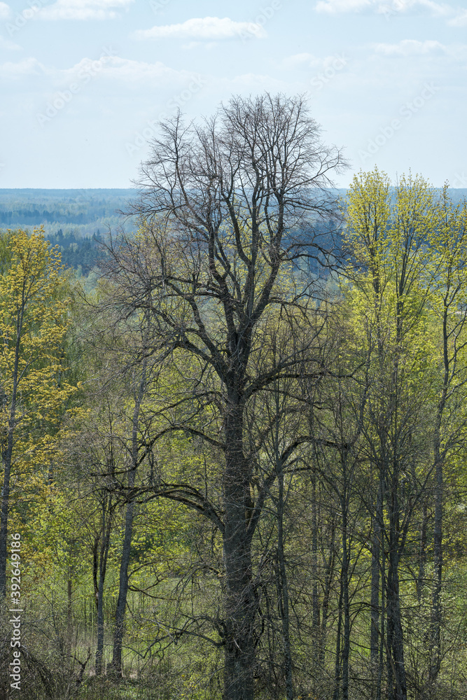 Fototapeta premium endless forests and fields in hot summer