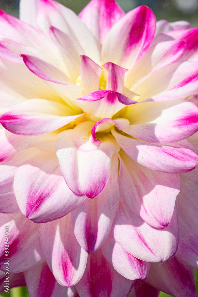 Dahlia flower Dahlia flower