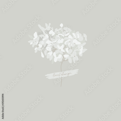 Dried flowers. Dry, white hydrangea. 
lunaria Botanical flowers. Delicate floristry.