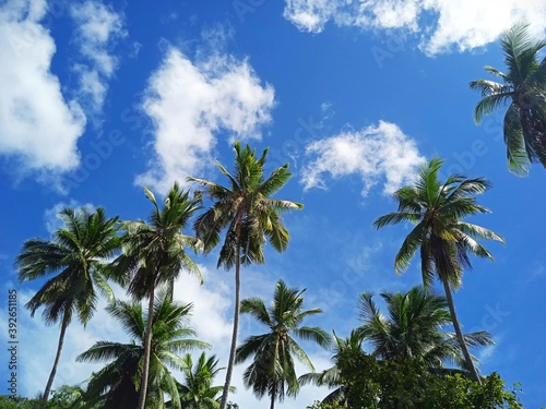 palm trees and blue sky