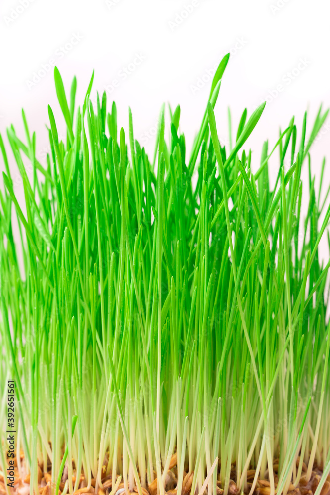 Sprouted wheat with green shoots on a light background. The concept of healthy food, Superfoods. Sprouted wheat with green shoots on a light background. The concept of healthy food, Superfoods.