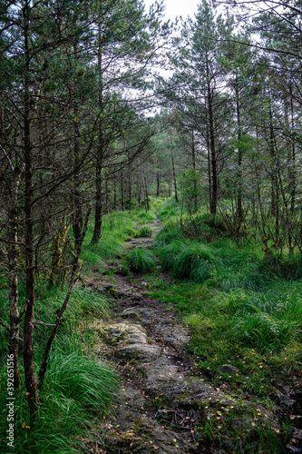 Footpath in an old forest