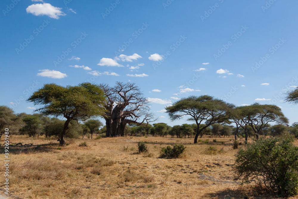 Fototapeta premium Tarangire National Park panorama, Tanzania, Africa