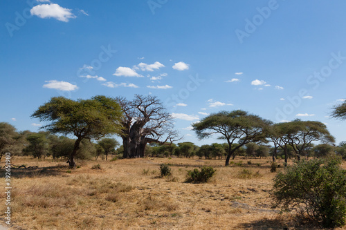 Tarangire National Park panorama  Tanzania  Africa