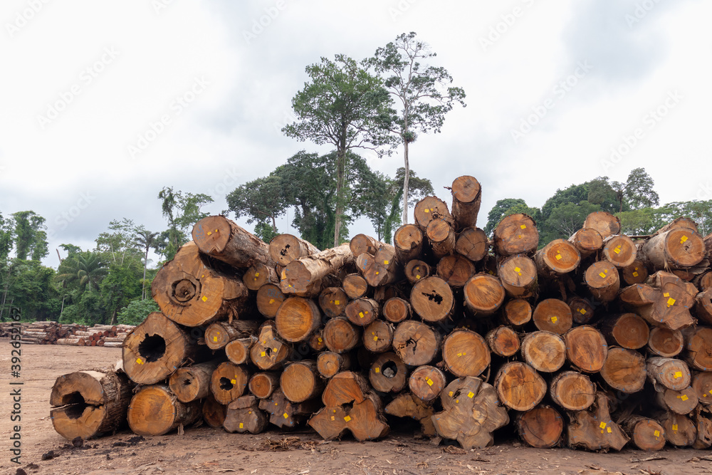 Wood log storage yard. Legally extracted from a Brazilian Amazon rainforest region. Wood log storage yard. Legally extracted from a Brazilian Amazon rainforest region.