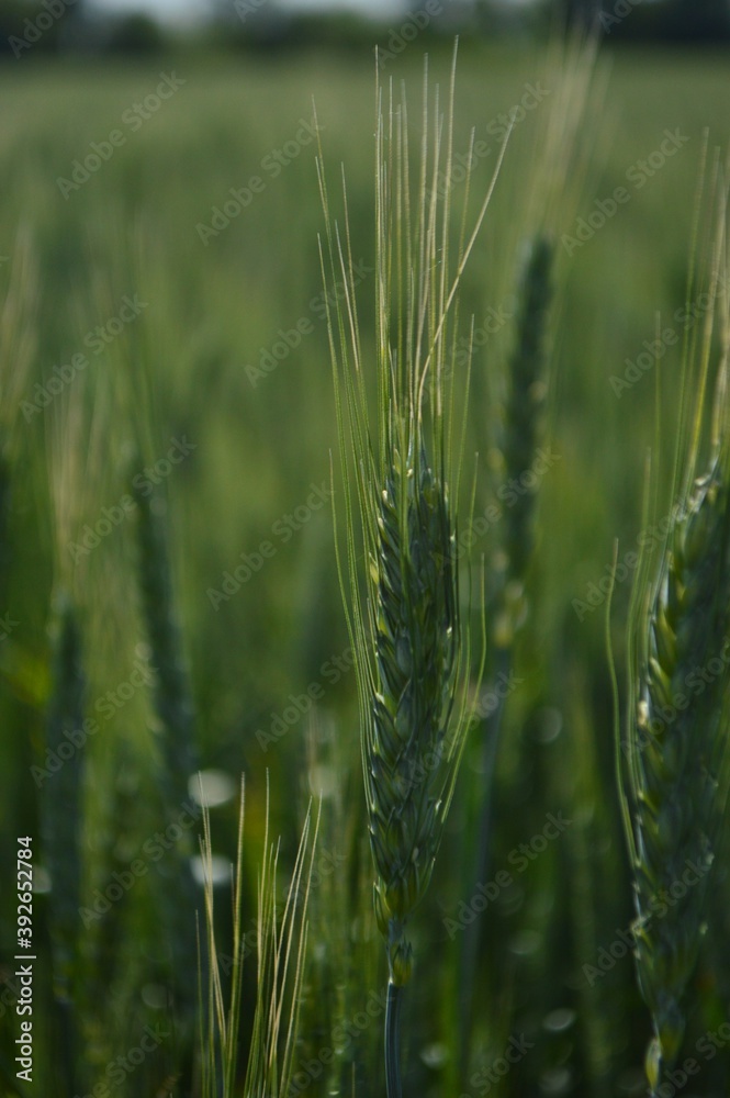 Obraz premium field of wheat