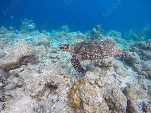 Green turtle © swisshippo