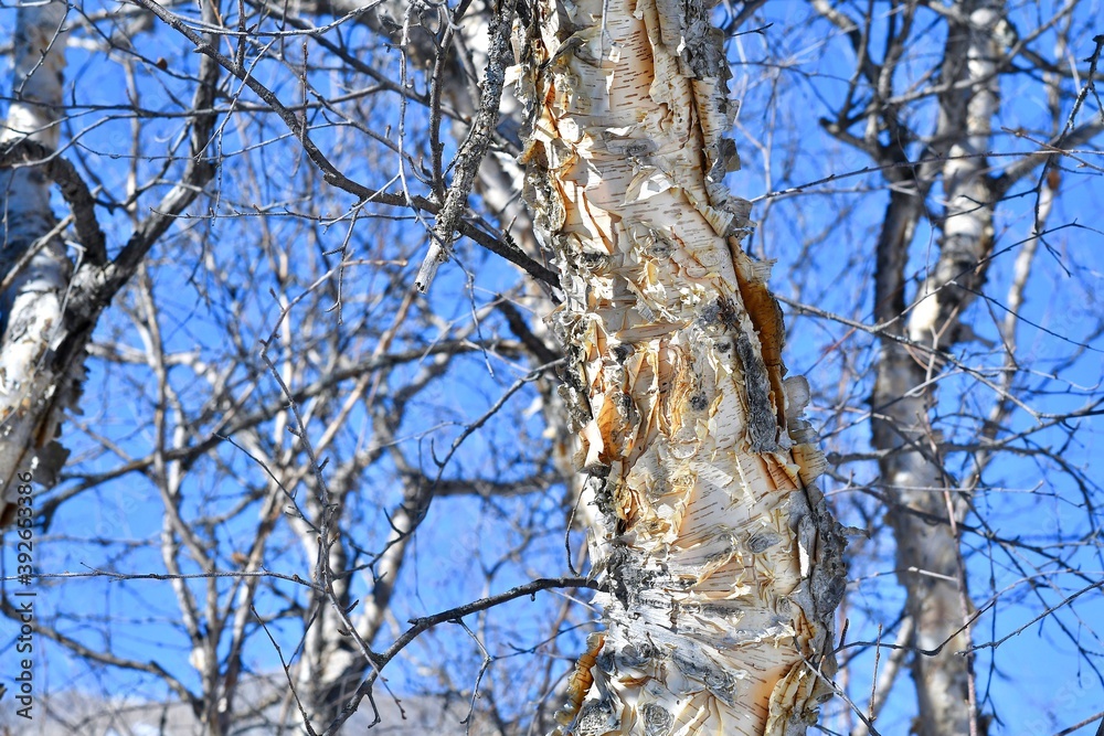 Winter birch. Birch bark and branches close-up, with detailed texture against the blue sky. Winter birch. Birch bark and branches close-up, with detailed texture against the blue sky.