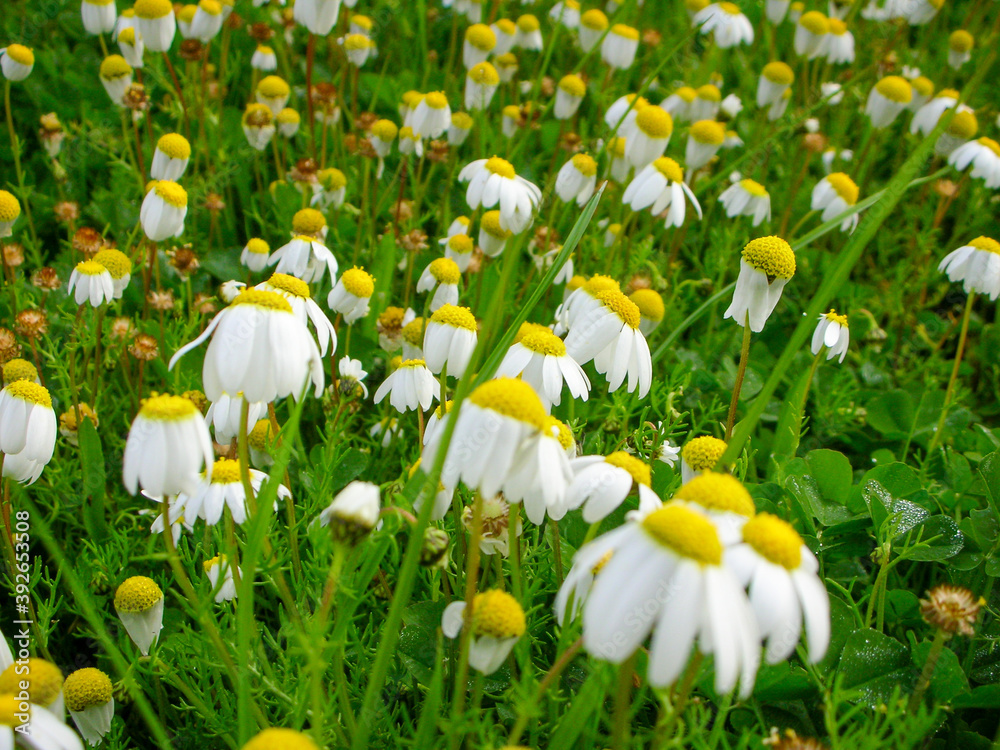Dusky DogFennel (Chamaemelum fuscatum) Stock Photo Adobe Stock