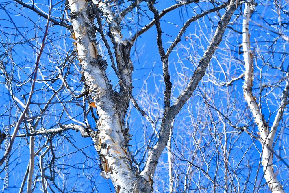 Winter birch. Birch bark and branches close-up, with detailed texture against the blue sky. Winter birch. Birch bark and branches close-up, with detailed texture against the blue sky.