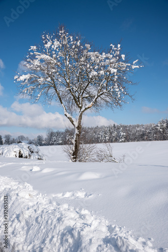 Wallpaper Mural snow covered tree in wintry landscape. blue sky Torontodigital.ca