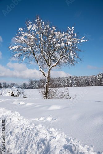 snow covered tree in wintry landscape. blue sky